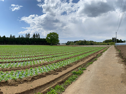 ナリタヤ農園