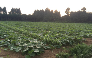 ナリタヤ農園の様子